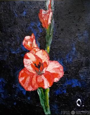 Гладиолус - 2